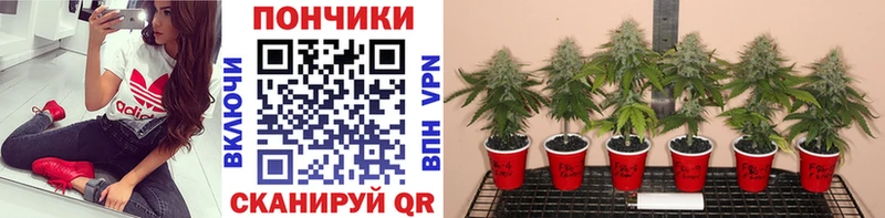 Купить закладки  Новосокольники  Бошки марихуана OG Kush 